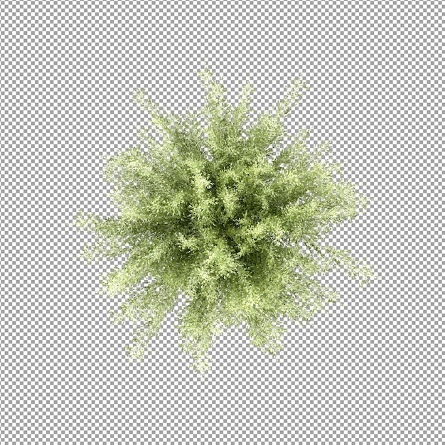 Hermosa planta en representación 3d aislada