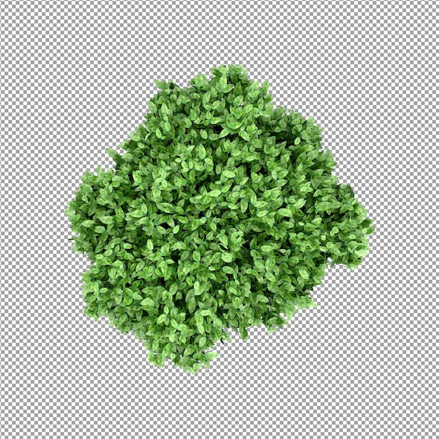 Hermosa planta en representación 3d aislada