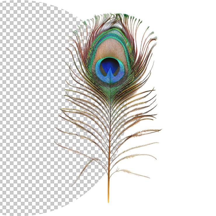 PSD la hermosa pluma de pavo real sobre un fondo transparente