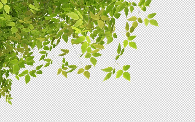 Hermosas diversas clases de flores en 3D rendering aislado