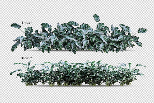 Hermosas diversas clases de flores aisladas representación