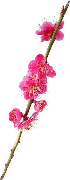 Hermosas flores de ciruela rosadas en una rama