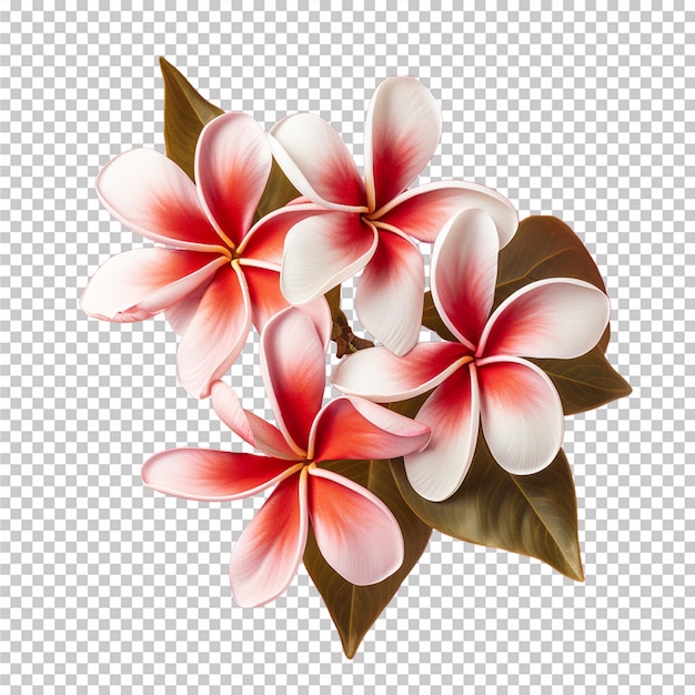 PSD hermosas flores de frangipani