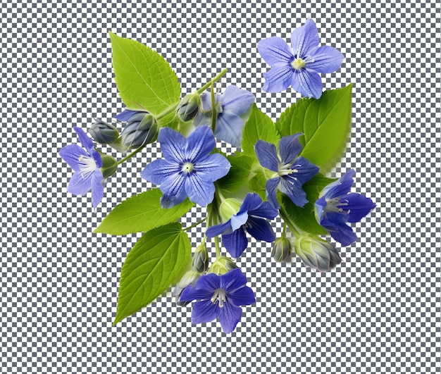 Hermosas flores y hojas azules comestibles aisladas sobre un fondo transparente