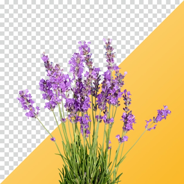 Las hermosas flores de lavanda