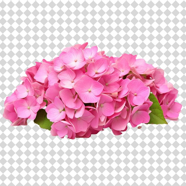 PSD hermosas flores rosadas aisladas en un fondo transparente en formato de archivo png