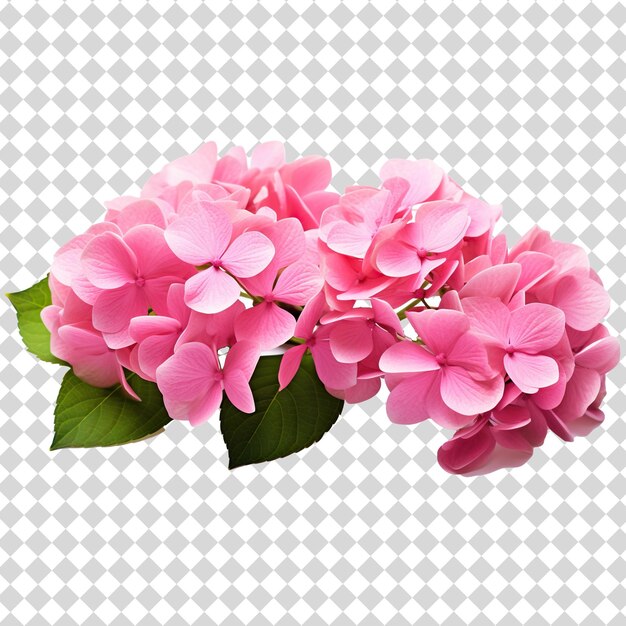 PSD hermosas flores rosadas aisladas en un fondo transparente en formato de archivo png