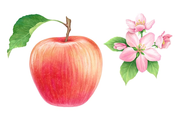 Hermosas manzanas rojas maduras y jugosas con flores de manzana sobre un fondo blanco Pintura en acuarela