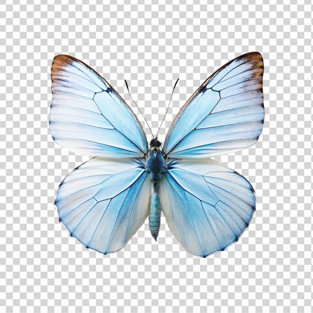 PSD hermosas mariposas aisladas en un fondo transparente mariposas azules y blancas