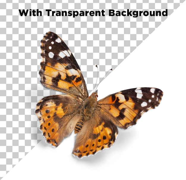 Hermosas mariposas en vuelo Foto PNG PSD Fondo transparente