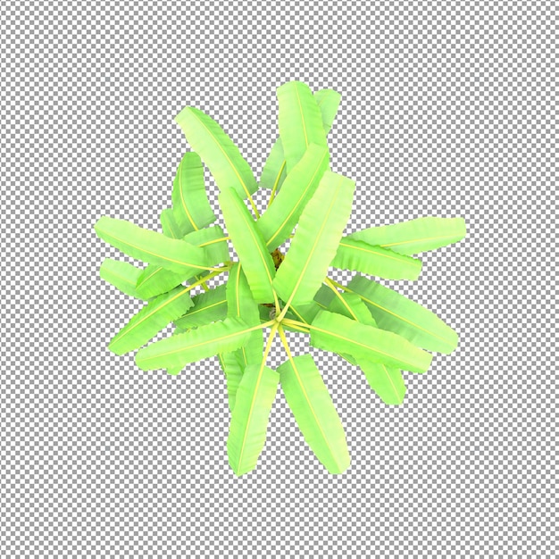 Hermosas plantas aisladas en 3D