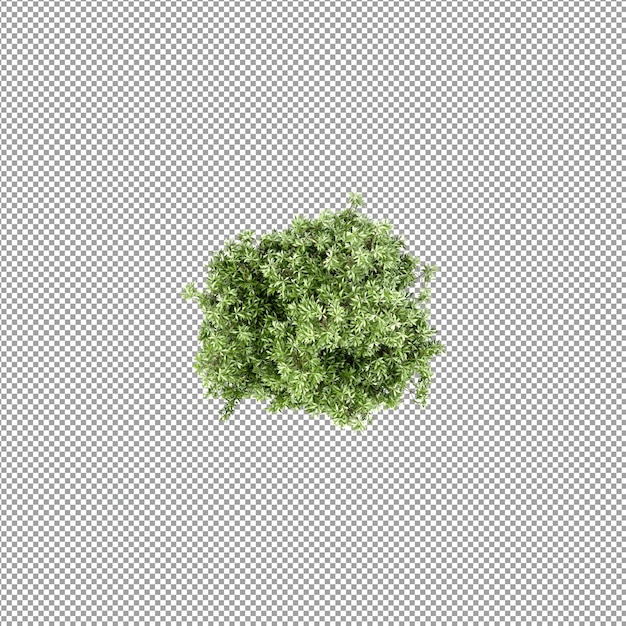Hermosas plantas aisladas en 3D