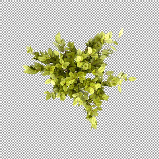 Hermosas plantas aisladas en 3D