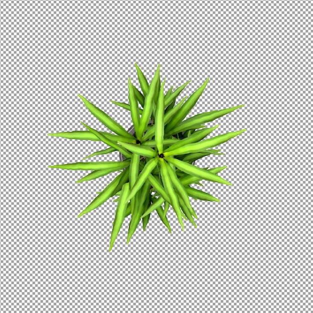 Hermosas plantas aisladas en 3D