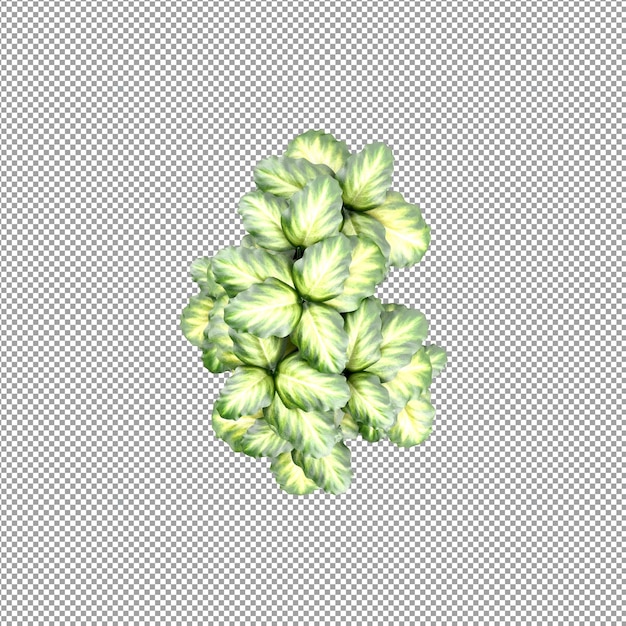 Hermosas plantas aisladas en 3D