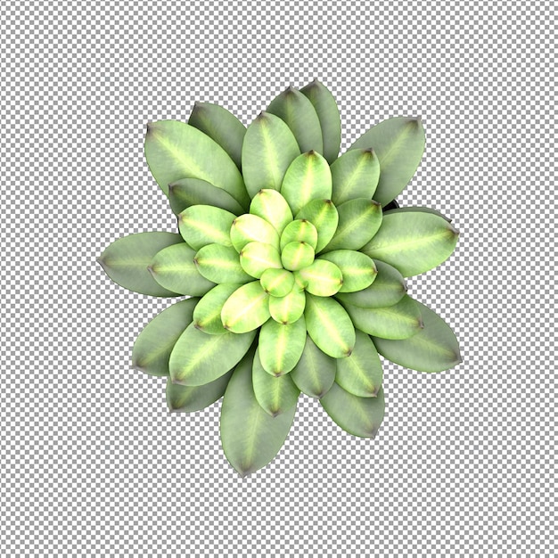 Hermosas plantas aisladas en 3D