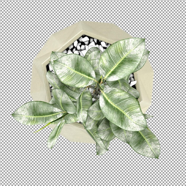 Hermosas plantas aisladas en 3D