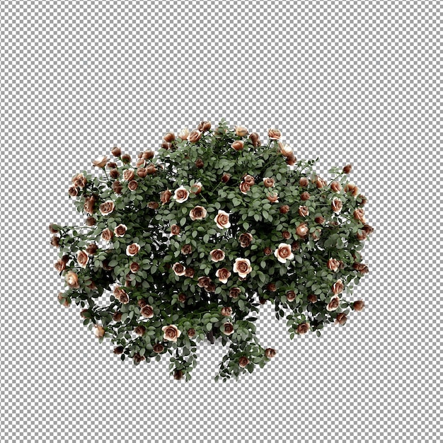 Hermosas plantas aisladas en 3D
