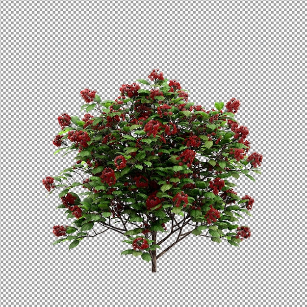Hermosas plantas aisladas en 3D