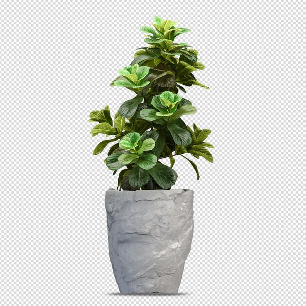 Hermosas plantas aisladas en 3D