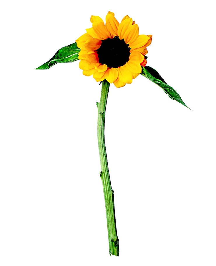PSD hermoso y alegre girasol aislado png sin fondo con tallo y hoja