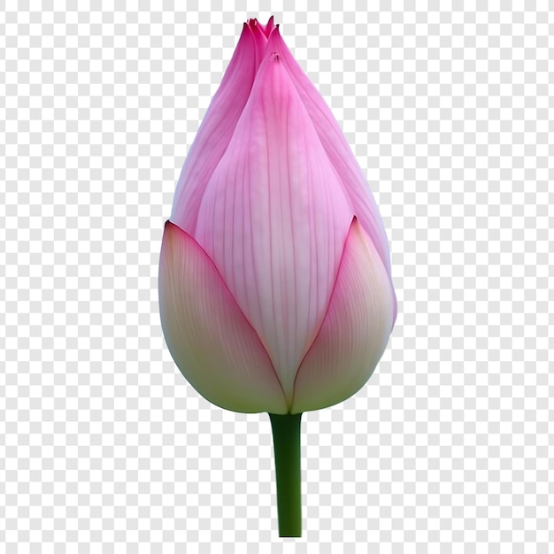 Un hermoso brote de loto listo para florecer