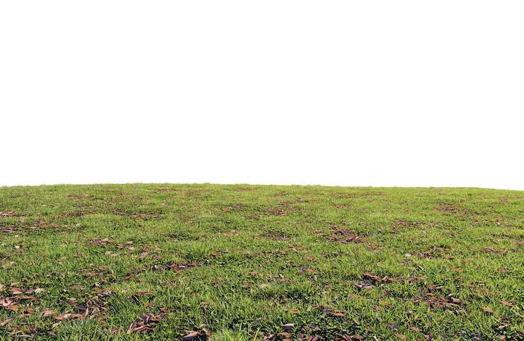 PSD hermoso campo verde con flores y hierba