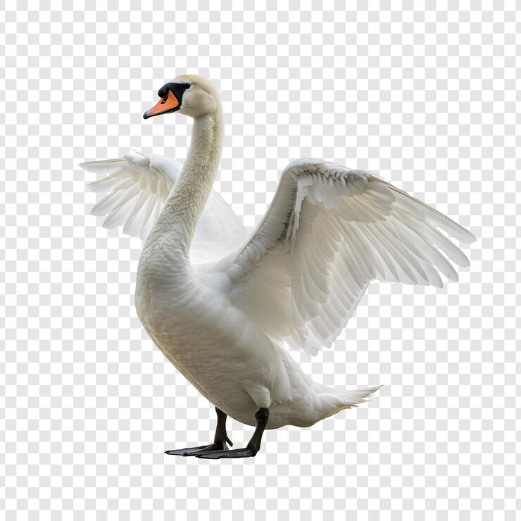 PSD un hermoso cisne blanco con las alas abiertas