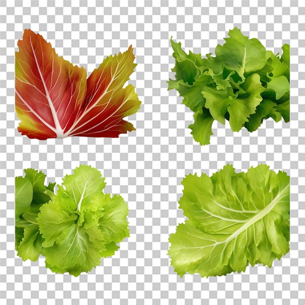 PSD un hermoso conjunto de hojas de lechuga de ensalada fresca en un fondo transparente