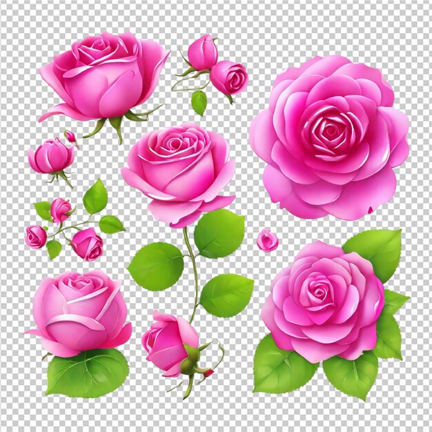 El hermoso conjunto de ilustraciones de rosas de rosas clipart pro png