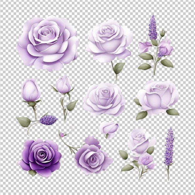 El hermoso conjunto de ilustraciones de rosas de rosas clipart pro png