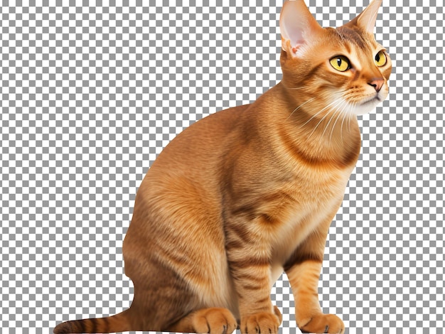 PSD hermoso lindo gato raas aislado sobre fondo transparente