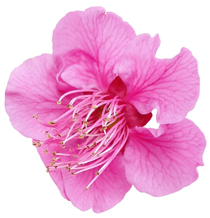 PSD un hermoso primer plano de una flor rosada vibrante en plena floración