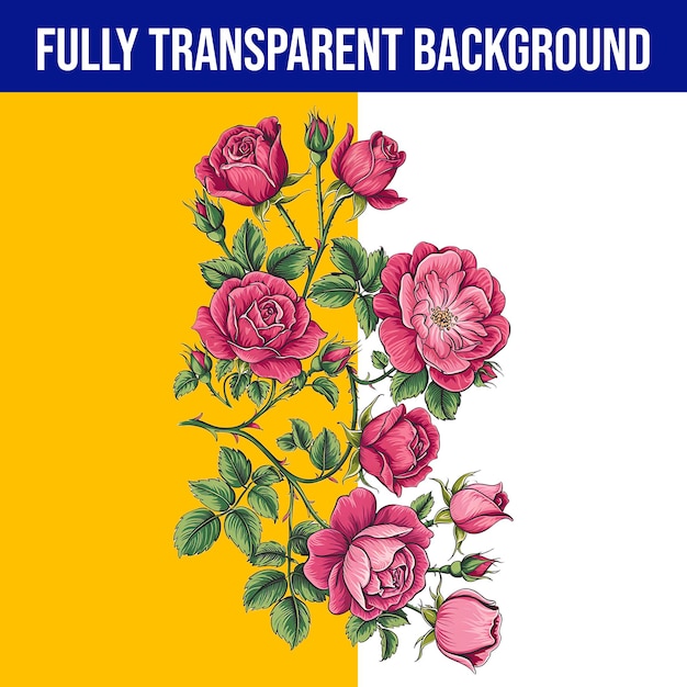 Un hermoso ramo de rosas rosadas sobre un fondo transparente