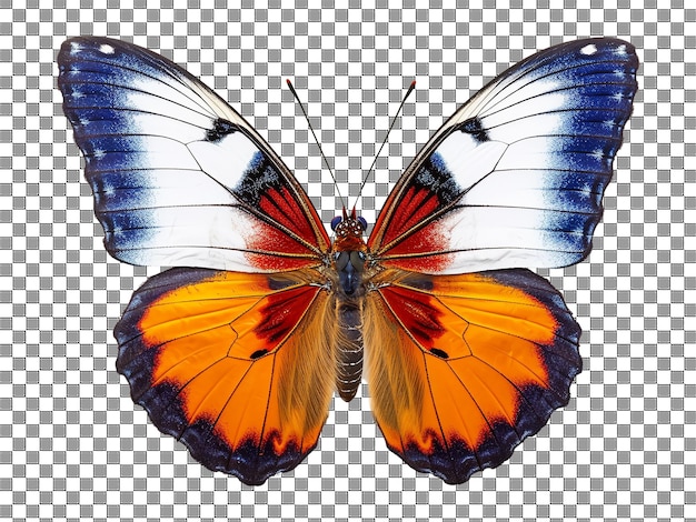 Hermoso retrato de mariposa aislado sobre fondo transparente