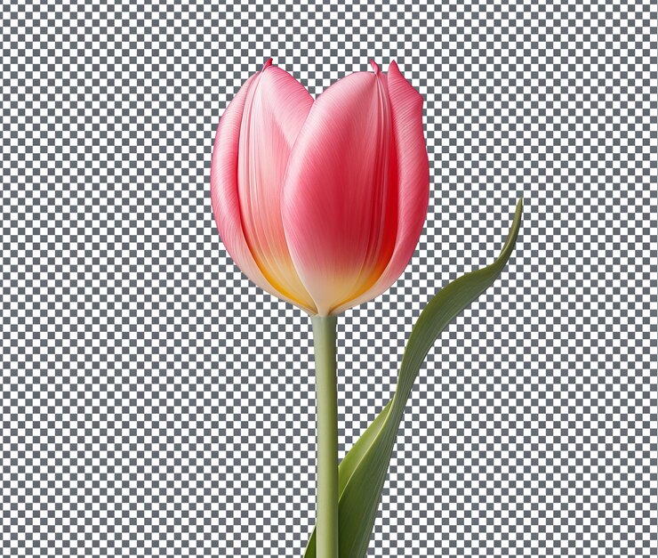 PSD un hermoso tulipán aislado sobre un fondo transparente