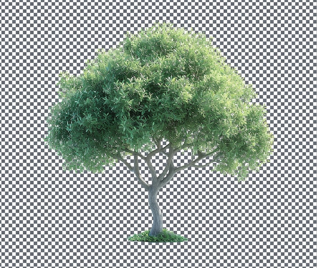 Hermosos árboles aislados sobre un fondo transparente