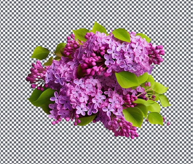 Hermosos arbustos de lilas perfumados aislados sobre un fondo transparente
