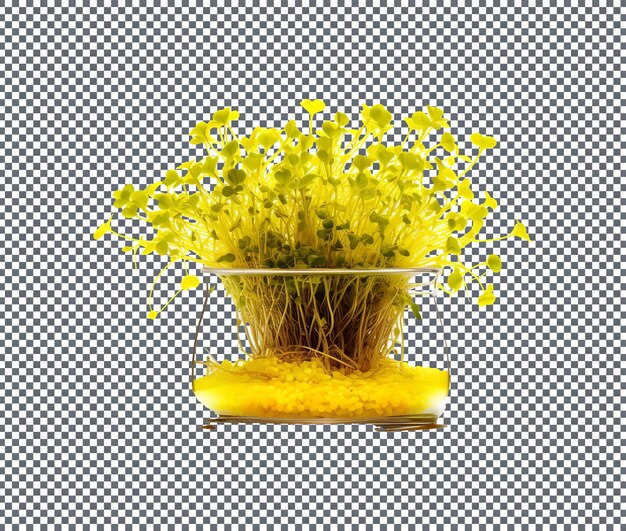 Hermosos brotes de mostaza aislados sobre un fondo transparente