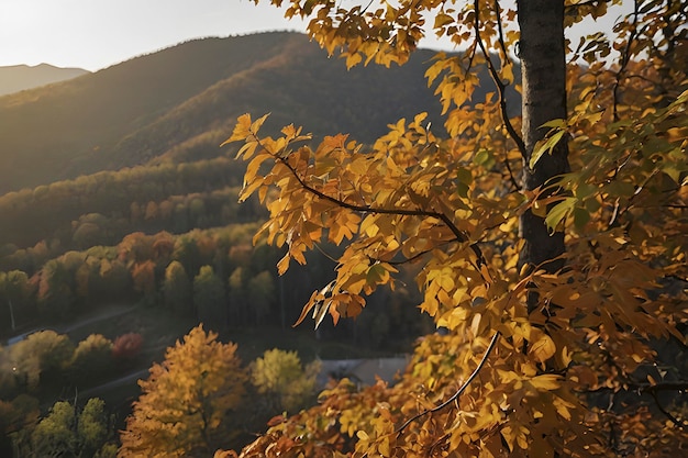 PSD hermosos paisajes de montañas y bosques en otoño