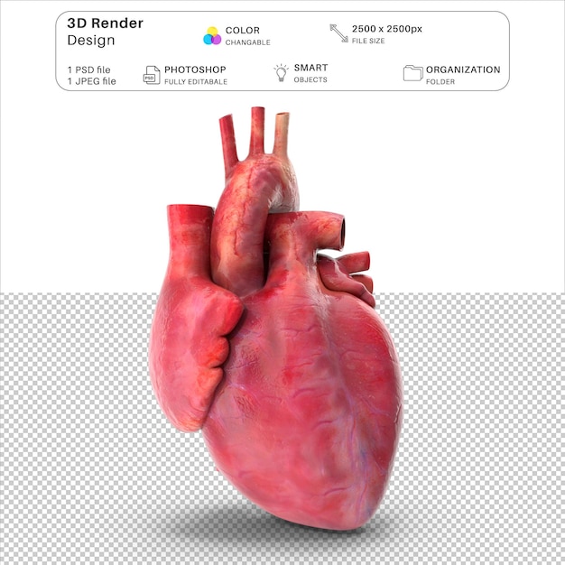 PSD herz-anatomie 3d-modellierung psd-datei