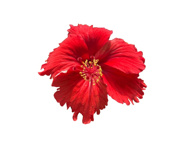 PSD hibiscus rosasinensis l ou hisbiscus lindas pétalas de flores em um fundo transparente, png