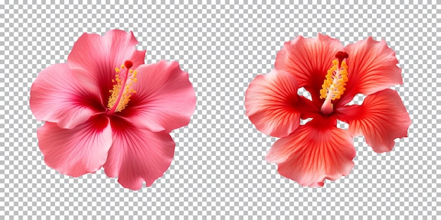 PSD hibiskusblüten, die auf einem durchsichtigen hintergrund von oben aus gesehen werden