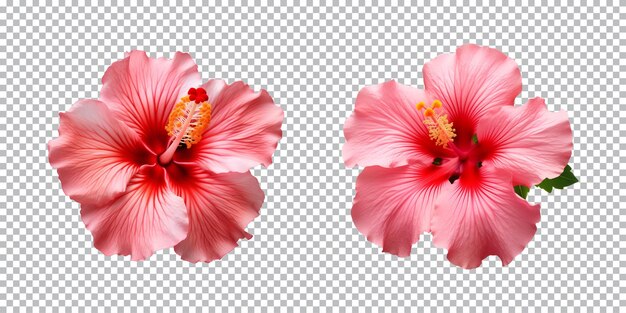 Hibiskusblüten, die auf einem durchsichtigen hintergrund von oben aus gesehen werden