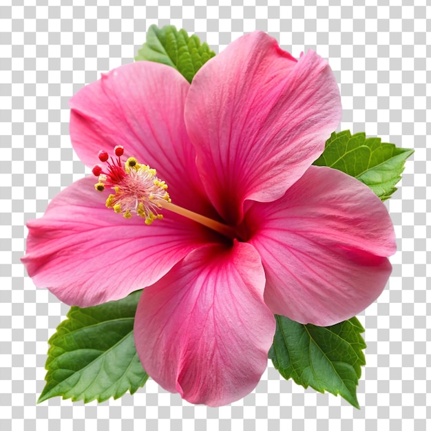 PSD hibiskusblume auf durchsichtigem hintergrund