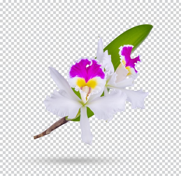 PSD híbridos de orquídea cattleya em fundo branco