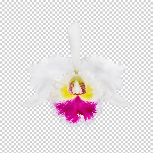 PSD híbridos de orquídea cattleya isolados premium psd