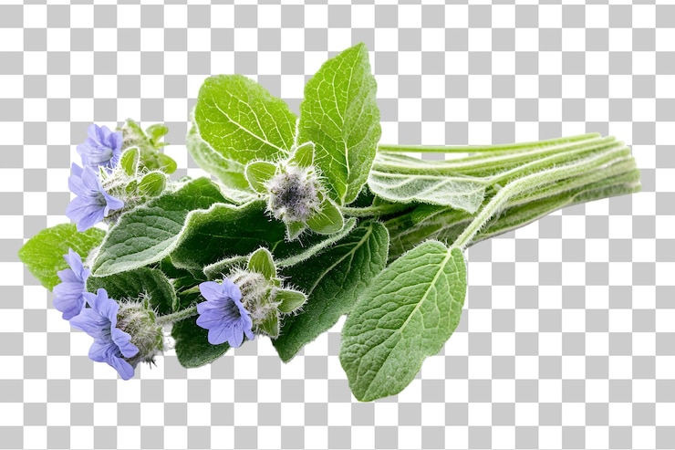 PSD hierba de borraja fresca con flores azules y hojas verdes