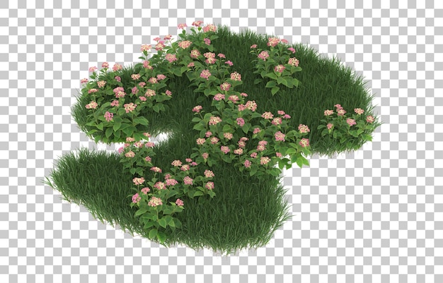 Hierba y flores sobre fondo transparente. Representación 3d - ilustración