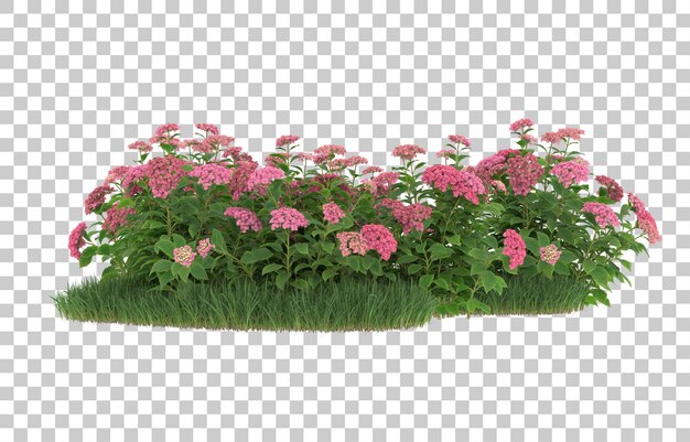 Hierba y flores sobre fondo transparente. Representación 3d - ilustración